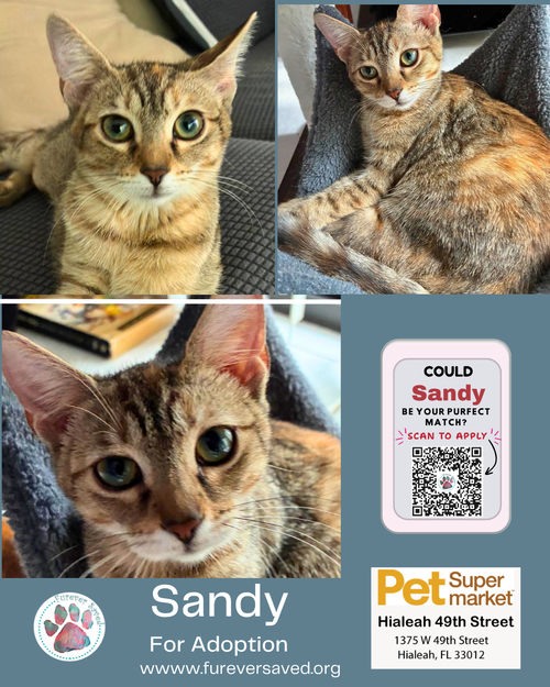 Sandy, an adoptable Domestic Short Hair in Miami, FL