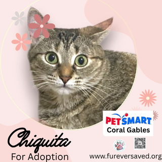 Chiquita, an adoptable Domestic Short Hair in Miami, FL