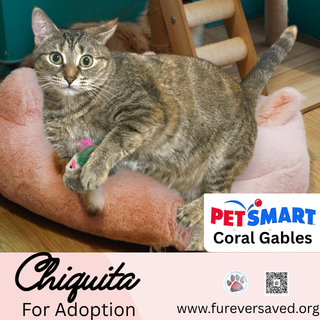 Photo 2 of Chiquita