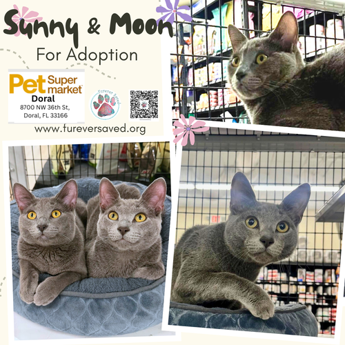 Sunny and Moon, a cat for adoption from Furever Saved Rescue