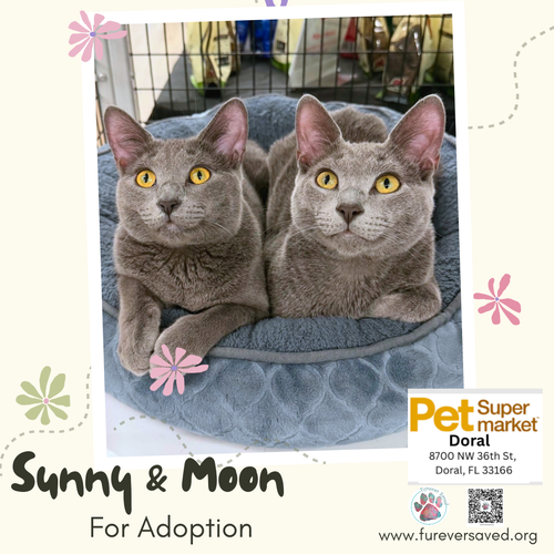 Photo 2 of Sunny and Moon