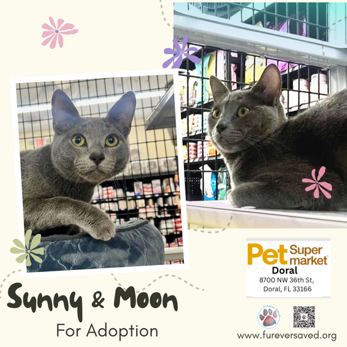 Photo 3 of Sunny and Moon