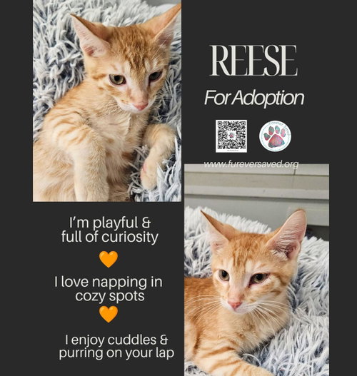 Reese, a cat for adoption from Furever Saved Rescue
