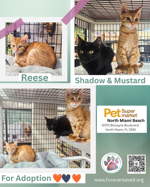 Mustard, a cat for adoption from Furever Saved Rescue