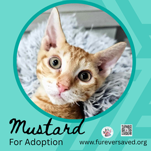 Photo 4 of Mustard