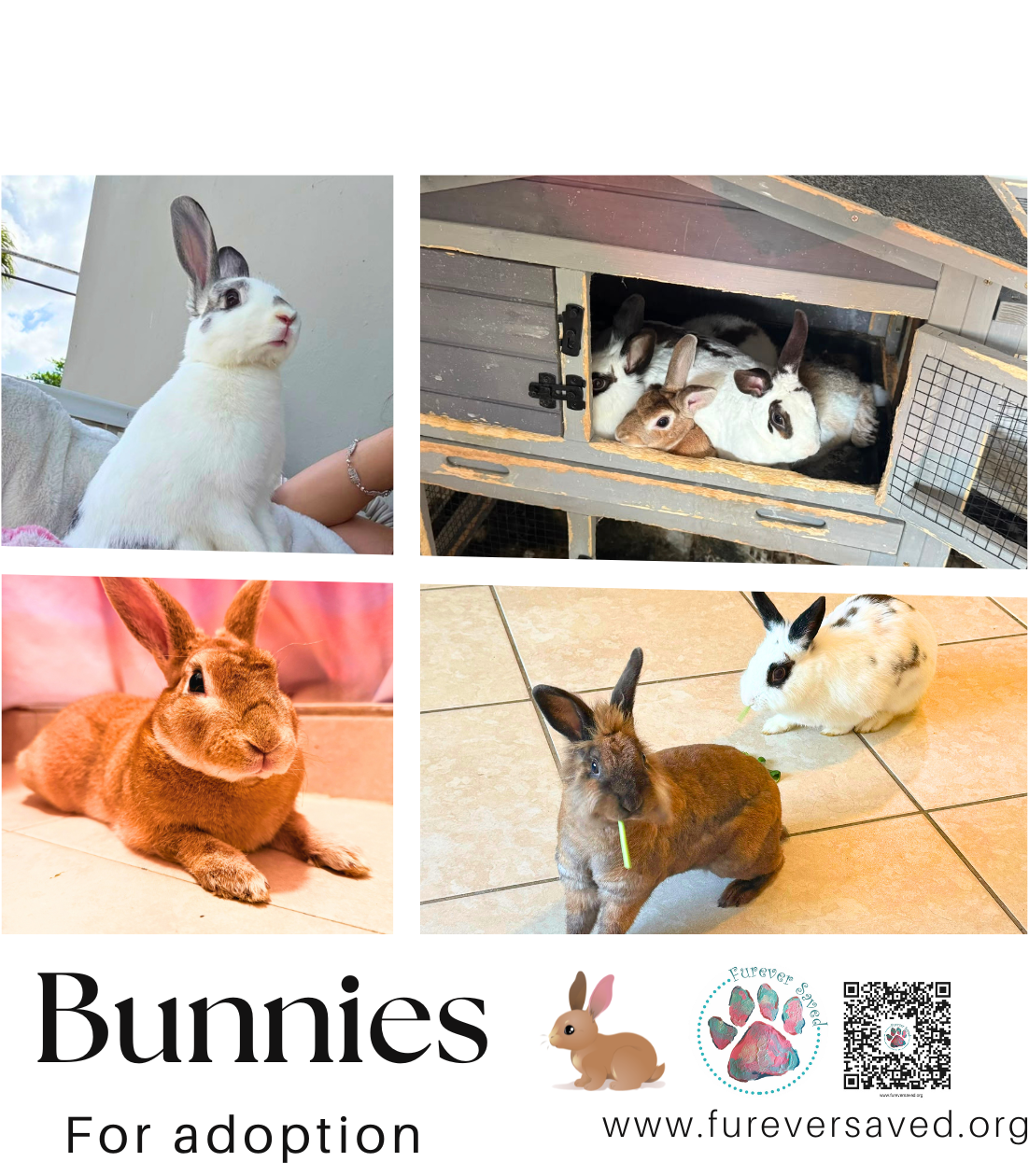 Bunnies for adoption