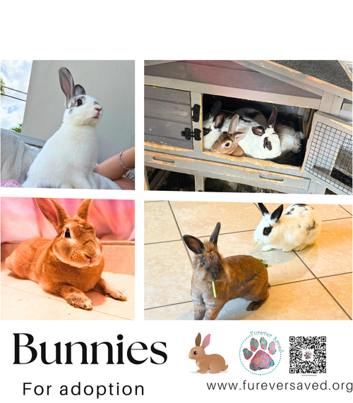 Bunnies for adoption, a rabbit for adoption from Furever Saved Rescue