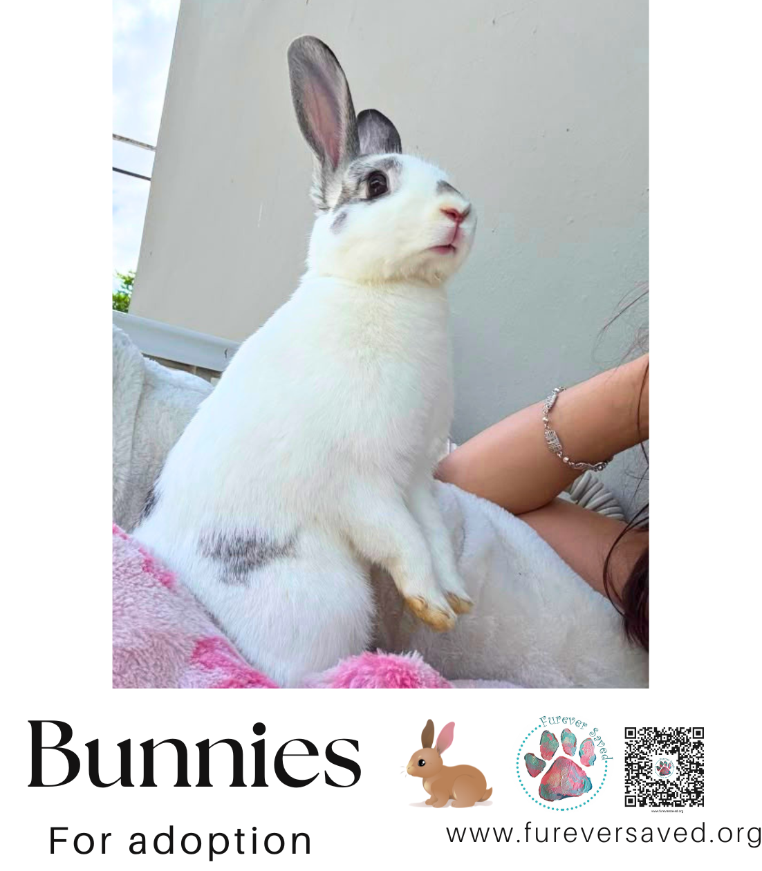 Bunnies for adoption, photo 2