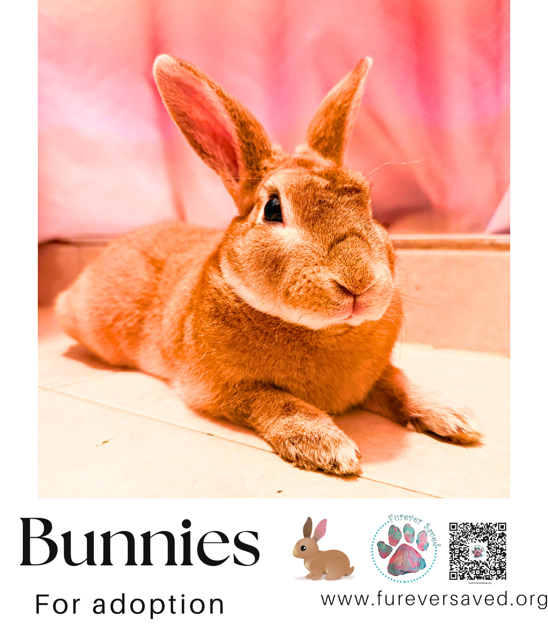 Bunnies for adoption, photo 3
