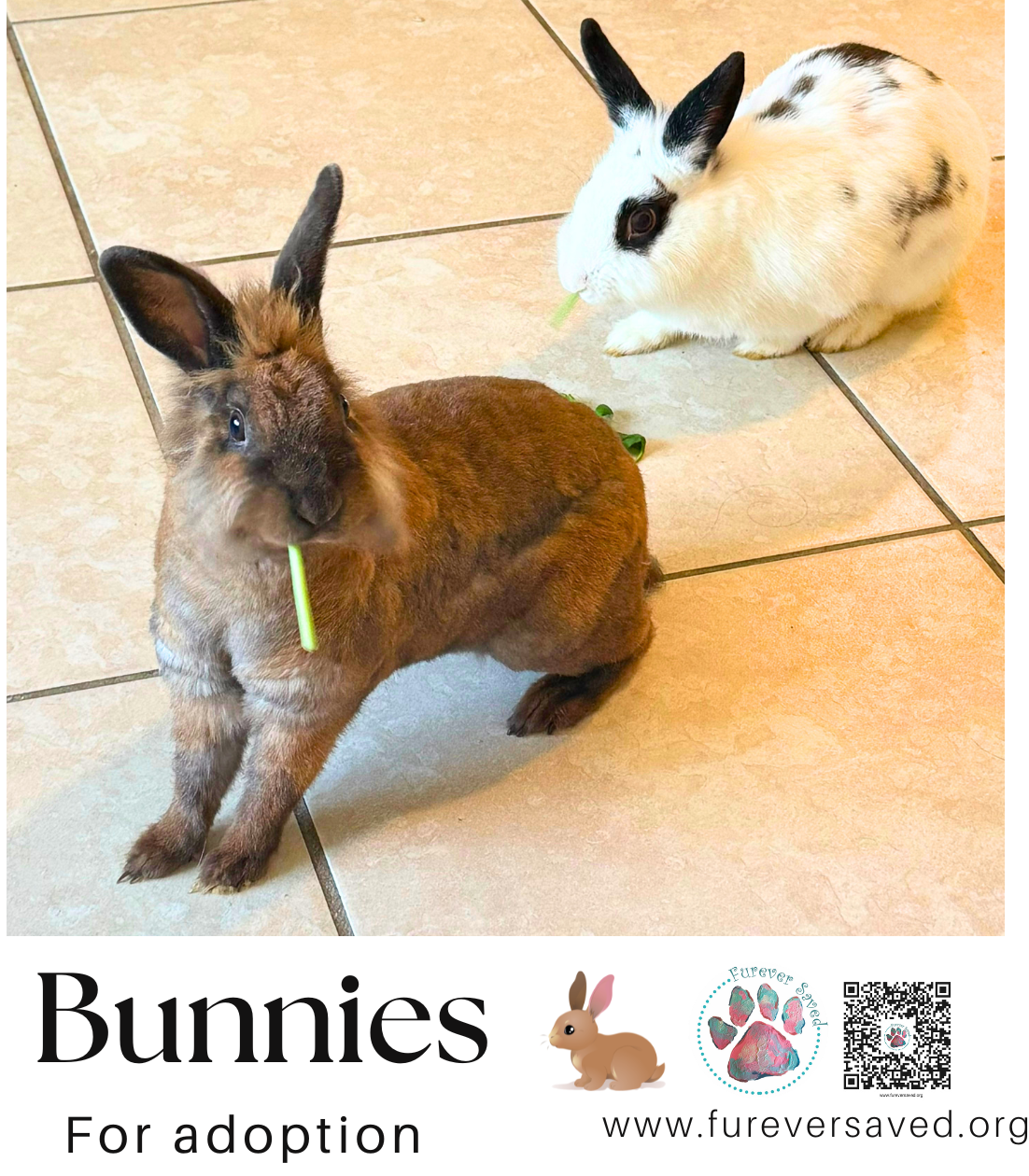 Bunnies for adoption, photo 4