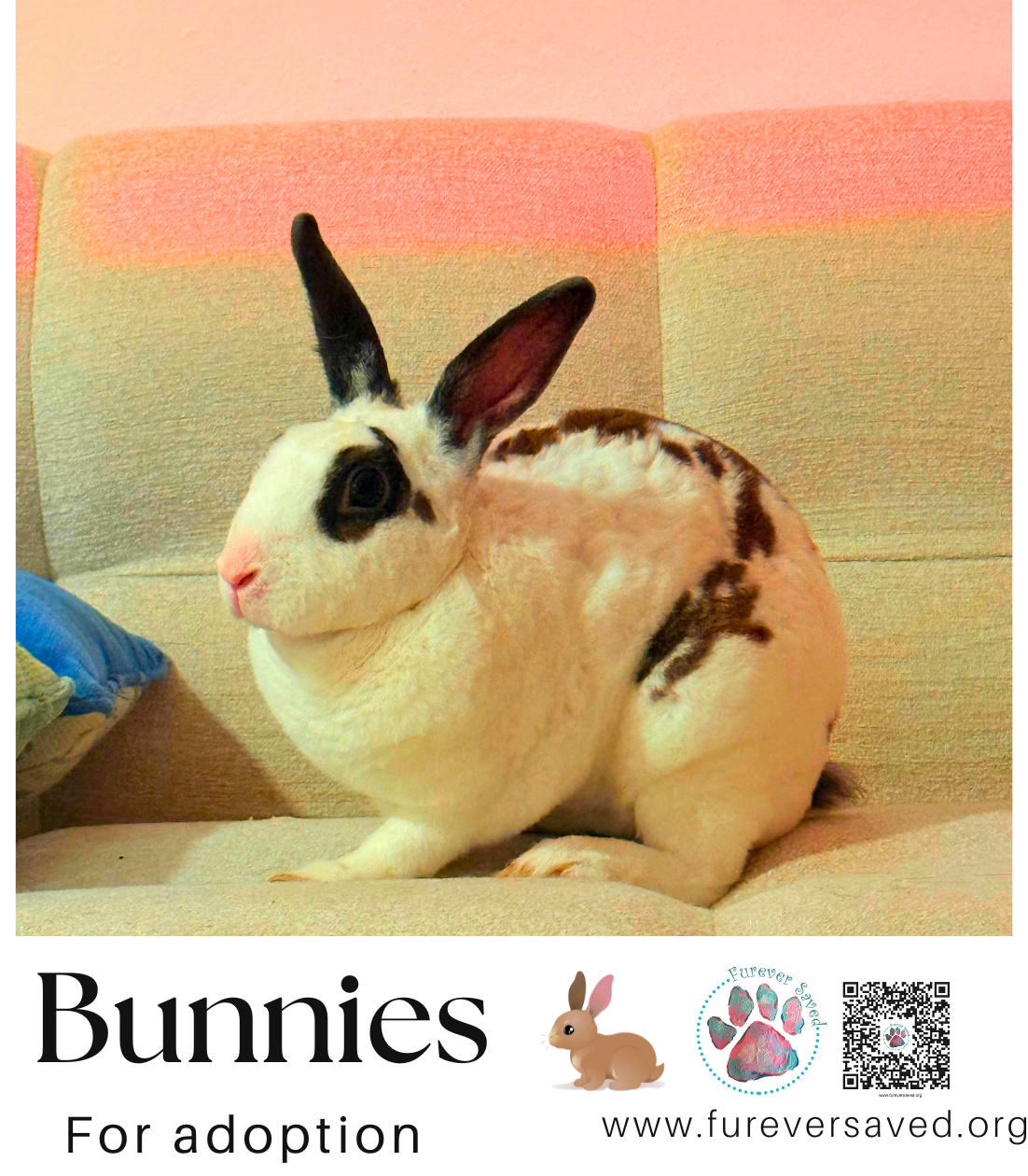 Bunnies for adoption, photo 5