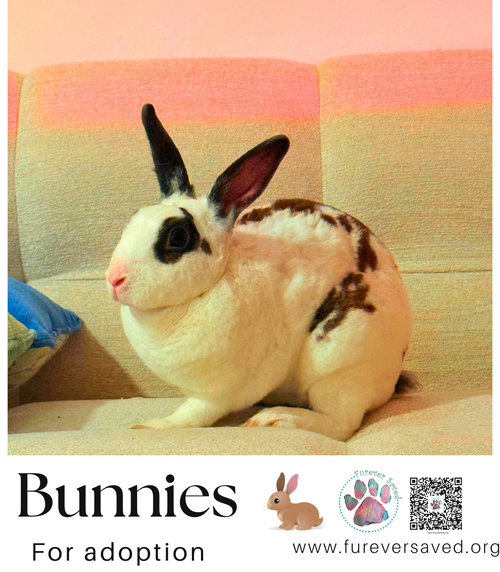 Photo 5 of Bunnies for adoption
