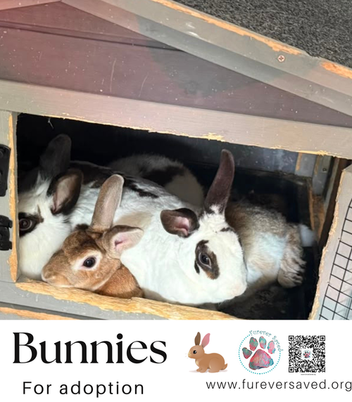 Photo 6 of Bunnies for adoption