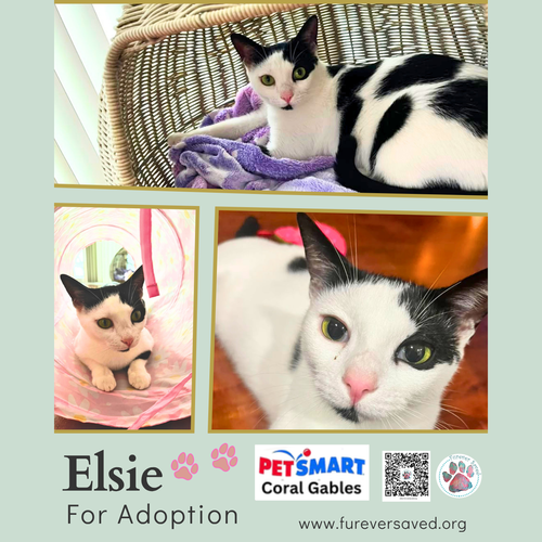 Elsie, a cat for adoption from Furever Saved Rescue