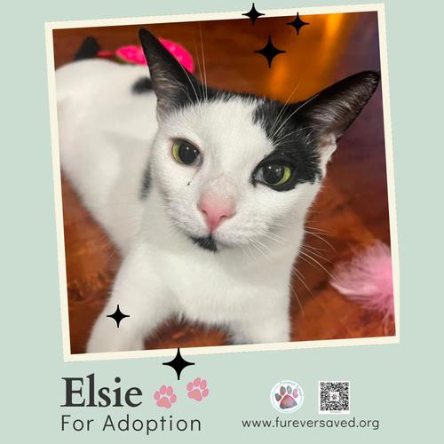 Photo 2 of Elsie