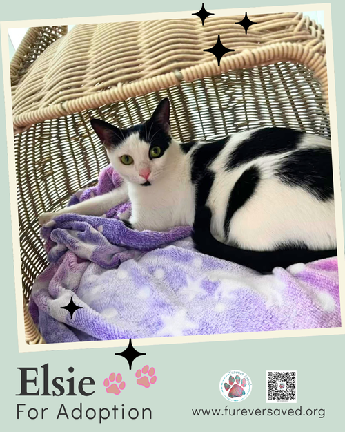 Photo 3 of Elsie