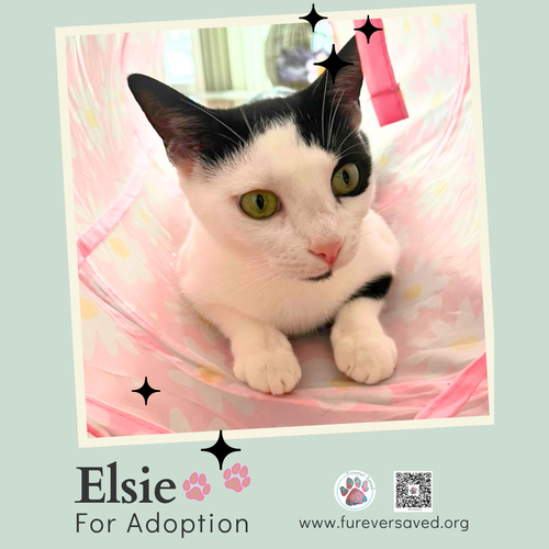 Photo 4 of Elsie