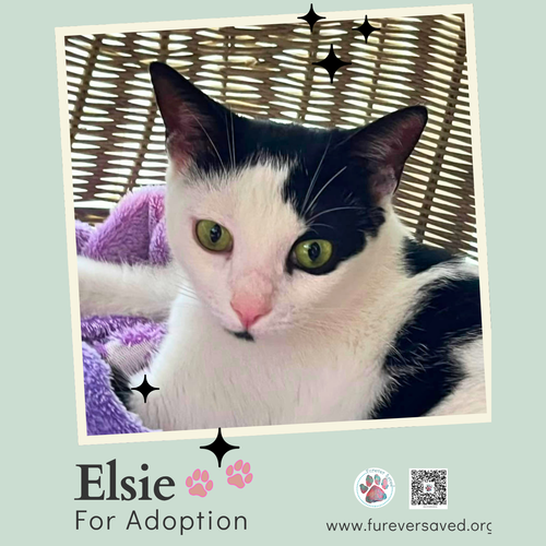 Photo 5 of Elsie