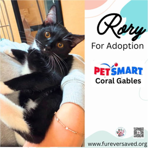 Rory, a cat for adoption from Furever Saved Rescue