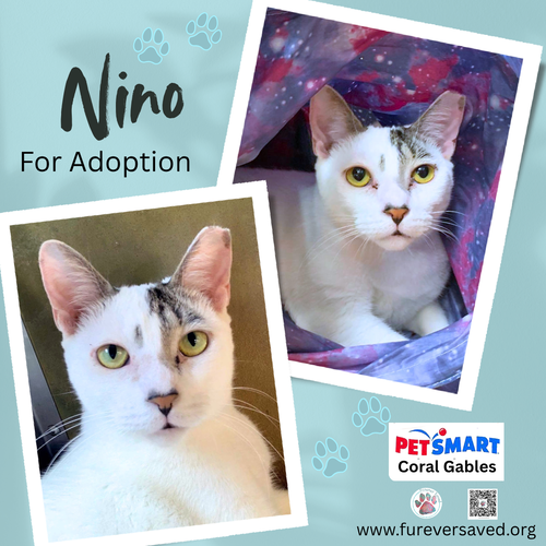 Nino, a cat for adoption from Furever Saved Rescue
