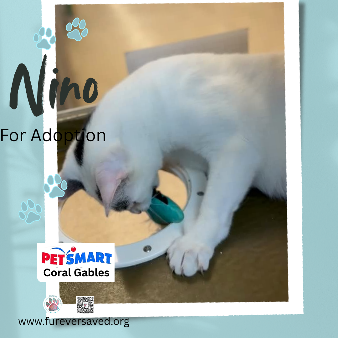 Nino, photo 4
