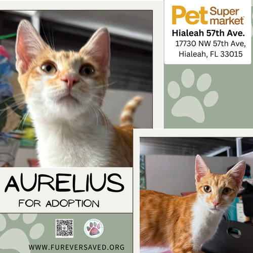 Aurelius, a cat for adoption from Furever Saved Rescue