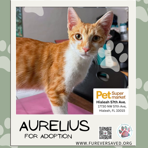 Photo 2 of Aurelius