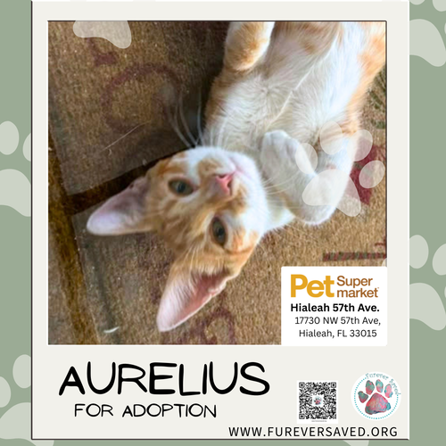 Photo 3 of Aurelius