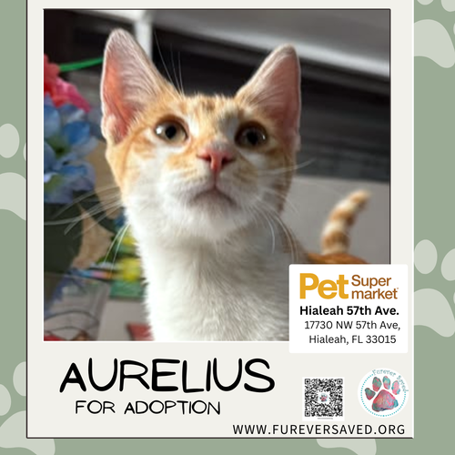 Photo 4 of Aurelius