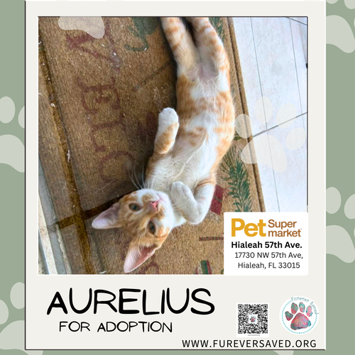 Photo 5 of Aurelius