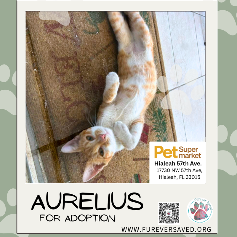 Aurelius, photo 5