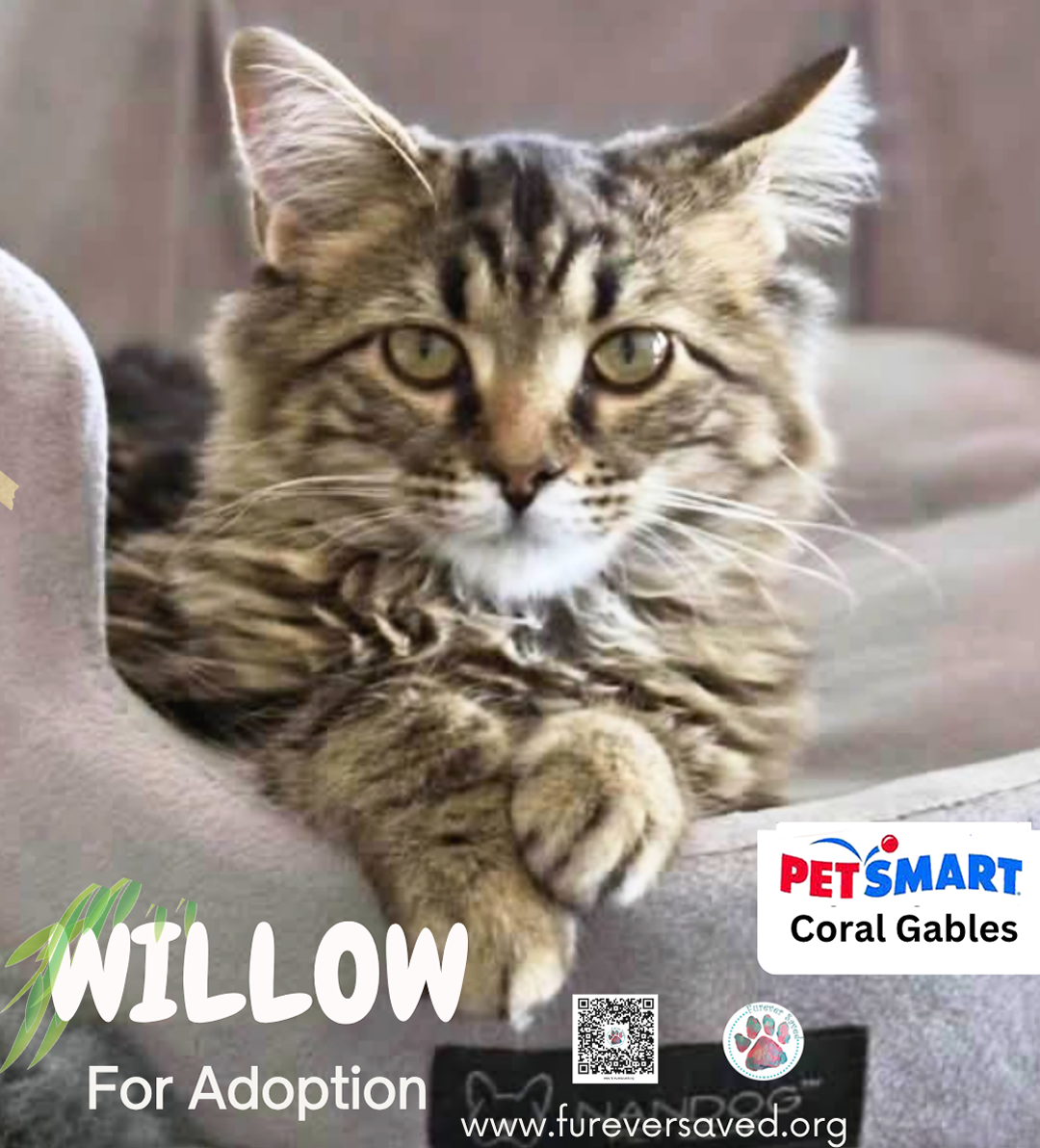 Willow, Domestic Medium Hair