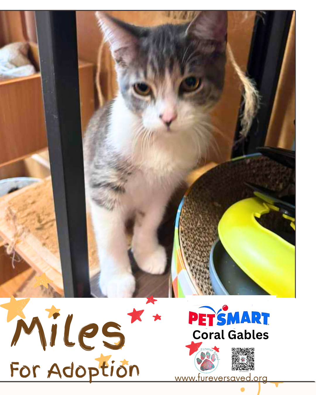 Miles, photo 5