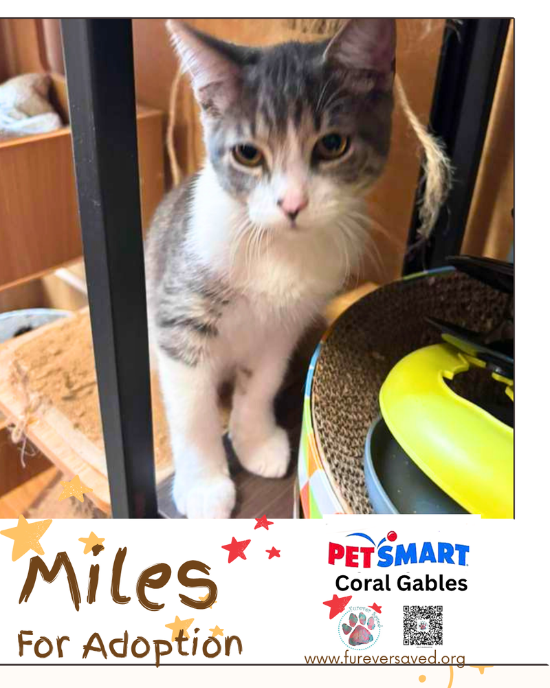 Miles, photo 5