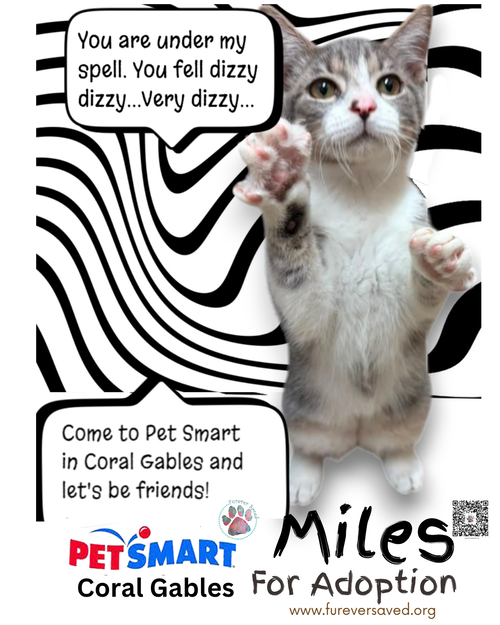 Miles, a cat for adoption from Furever Saved Rescue