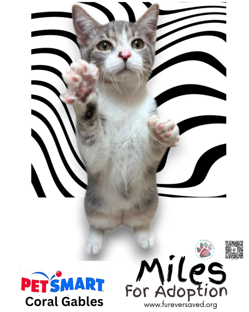 Photo 4 of Miles