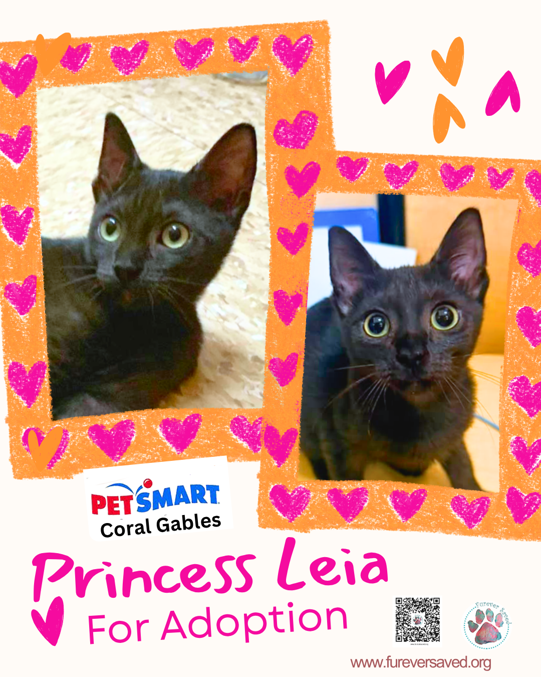 Princess Leia, Domestic Short Hair