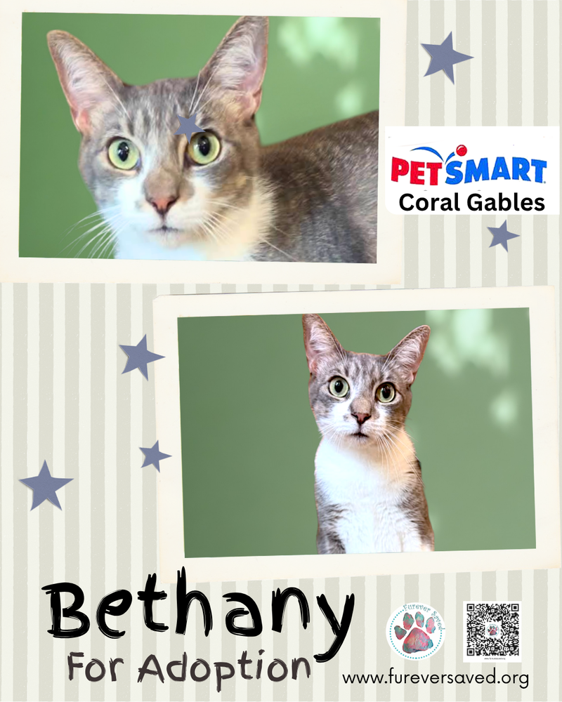 Bethany, a young female cat up for adoption