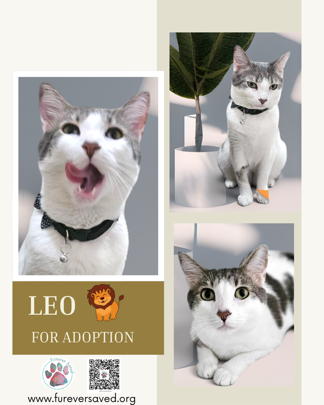 Leo, Domestic Short Hair