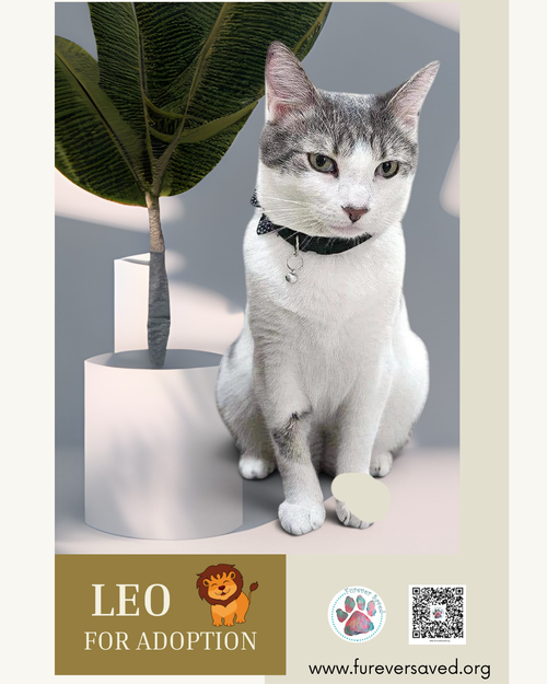 Photo 2 of Leo