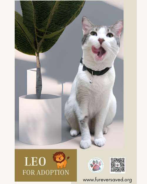 Photo 3 of Leo