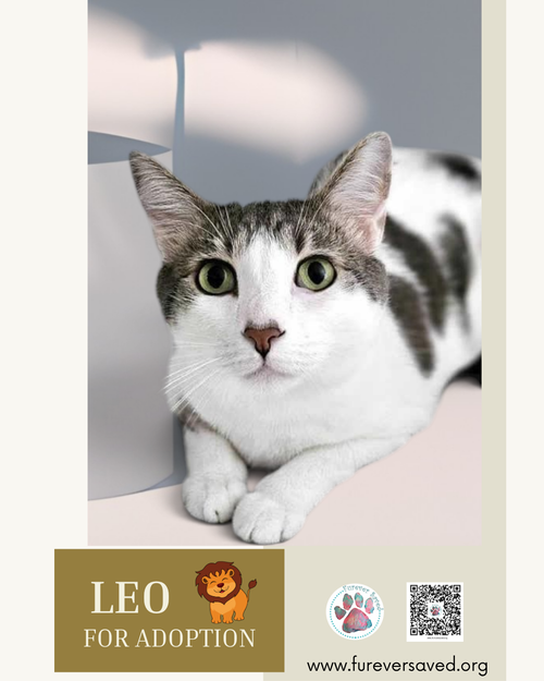 Photo 4 of Leo