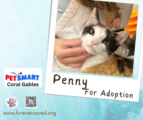 Photo 2 of Penny
