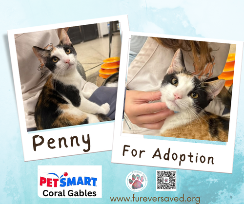 Penny, a cat for adoption from Furever Saved Rescue