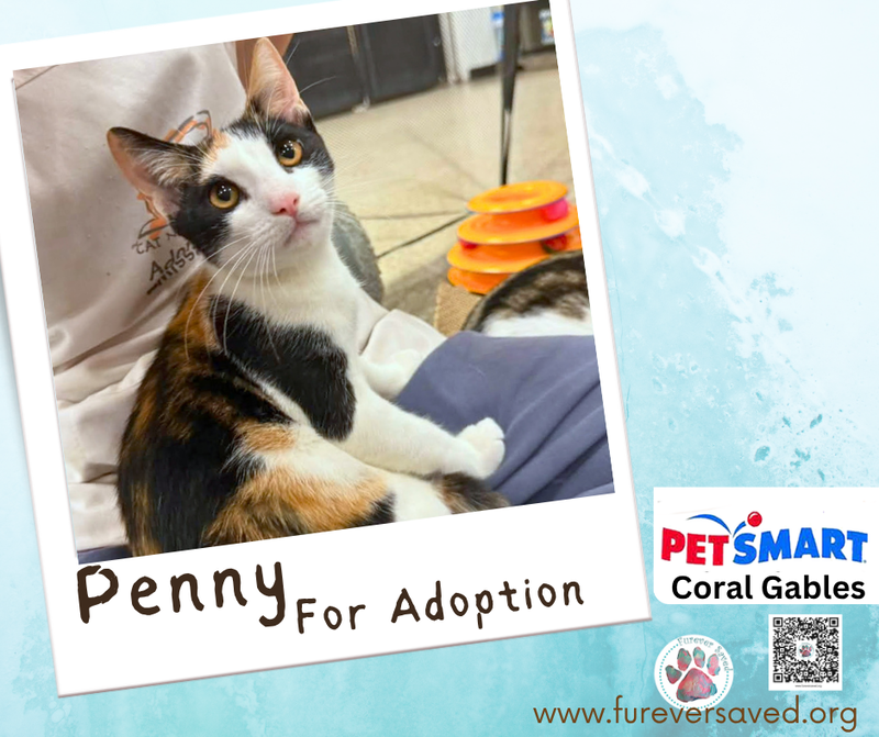 Penny, photo 3