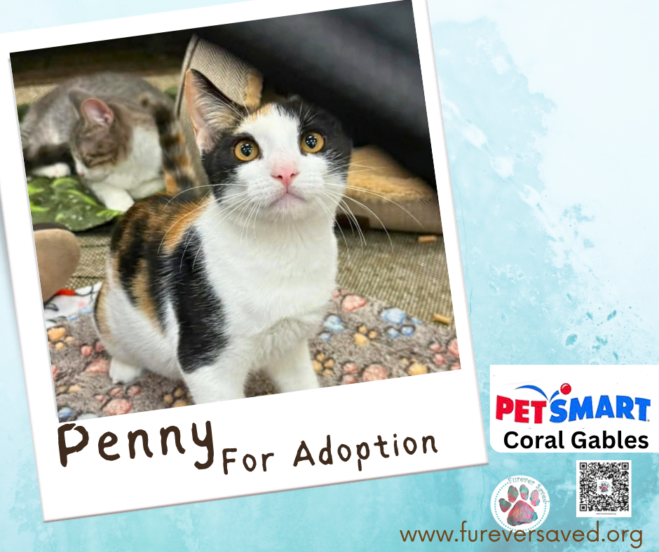 Penny, photo 4
