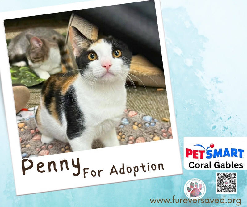 Penny, photo 4