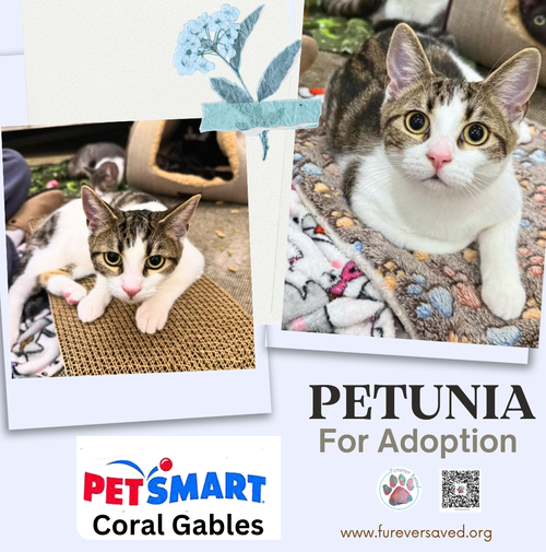 Petunia, a cat for adoption from Furever Saved Rescue