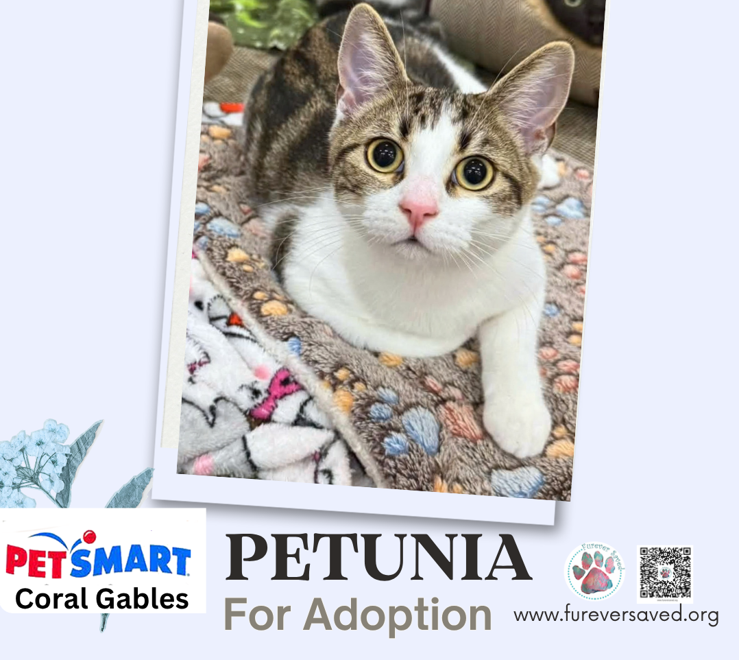 Petunia, photo 2