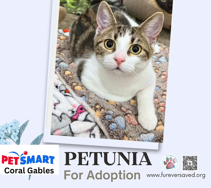 Petunia, photo 2